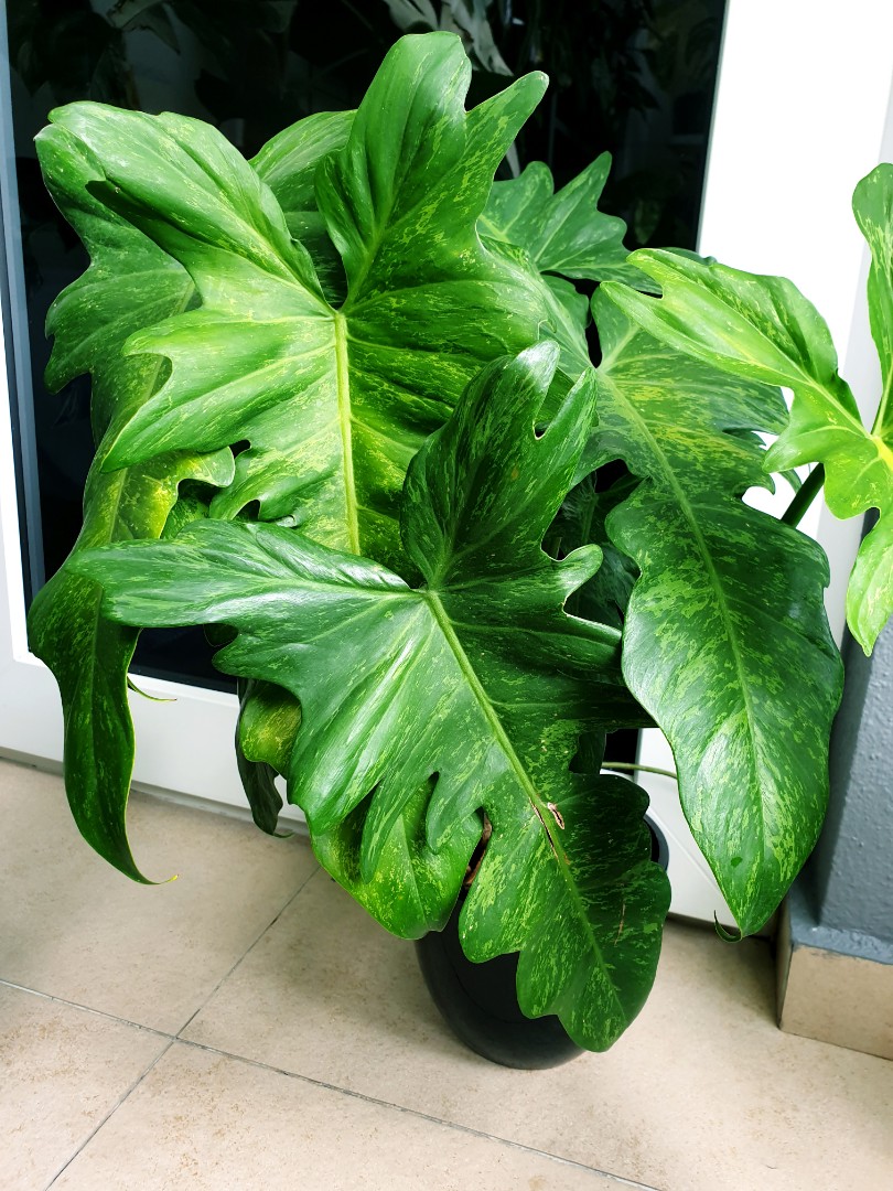 Philodendron Lime Fiddle Furniture Home Living Gardening Plants Seeds On Carousell