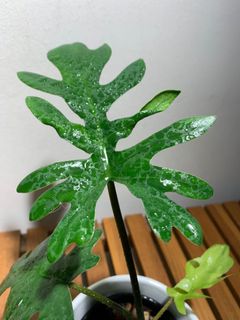 (Category: ) located in . Submitted by lifewithplants (Listing ID 1129758113, Image 1). Description: .