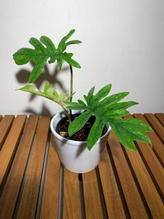 (Category: ) located in . Submitted by lifewithplants (Listing ID 1129758278, Image 1). Description: .