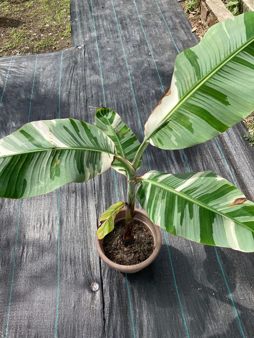 Pisang Batik , Pisang Variegated , Musa Florida Variegated, Furniture ...