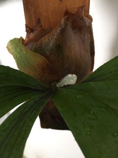 (Category: ) located in . Submitted by garden_pride (Listing ID 1129669206, Image 1). Description: .