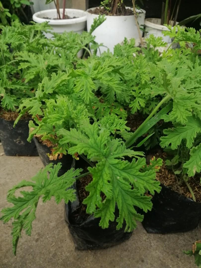 Malvarosa Citronella Lushed and Established, Furniture & Home Living