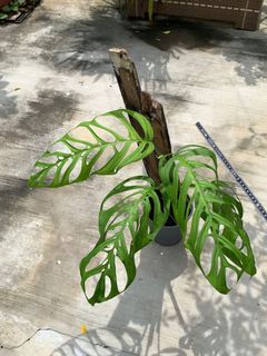 (Category: ) located in . Submitted by thamwaihon (Listing ID 1129882245, Image 1). Description: .