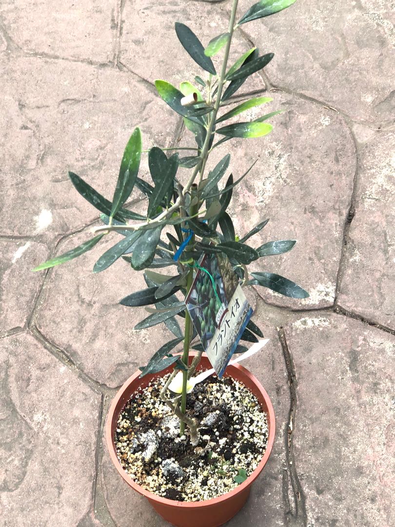 Olive Tree, Furniture & Home Living, Gardening, Plants & Seeds on Carousell