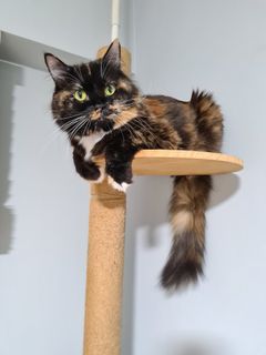 (Category: ) located in . Submitted by pawsome_pets (Listing ID 1129965529, Image 1). Description: .