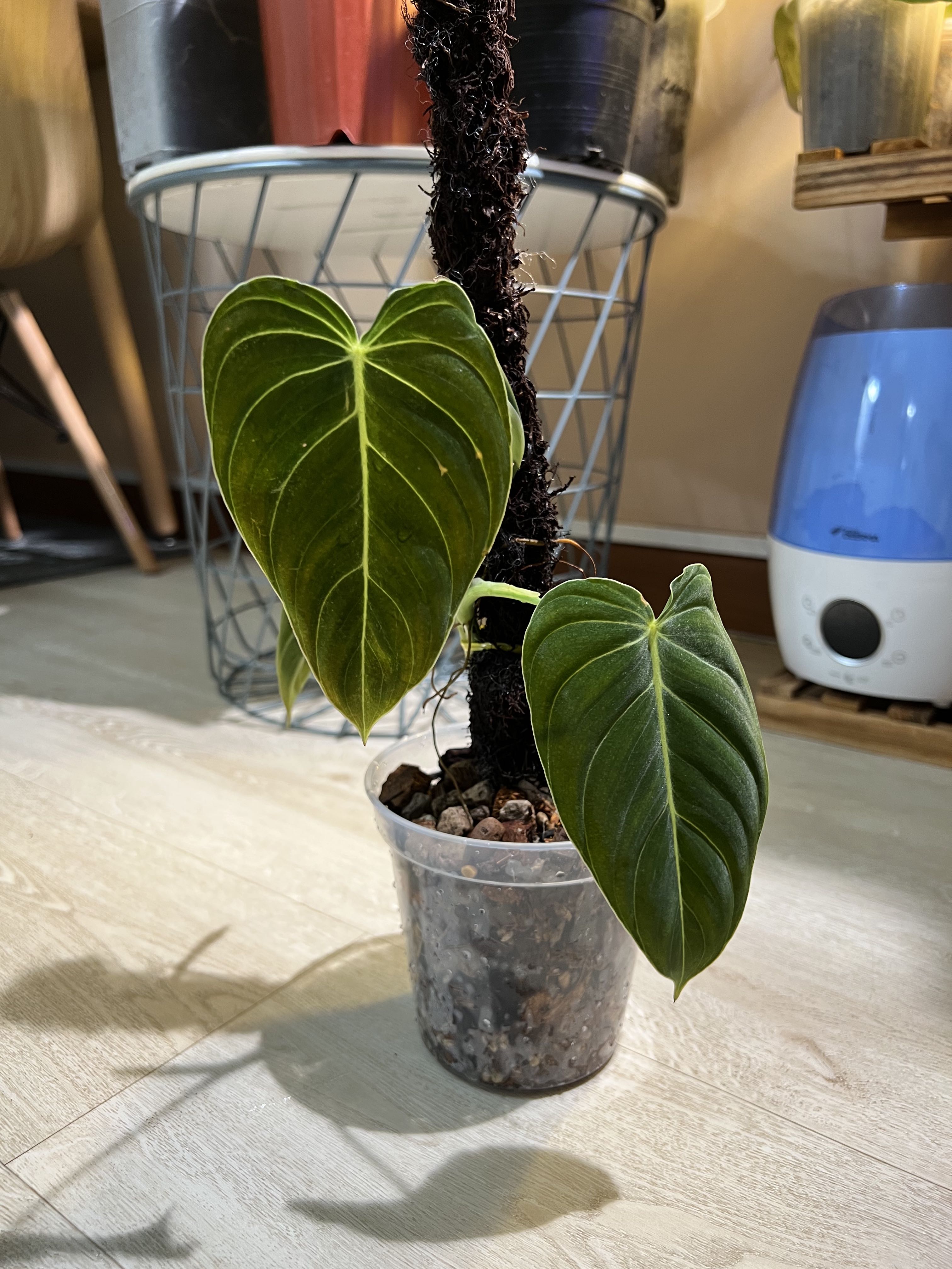 Philodendron Melanochrysum Furniture Home Living Gardening Plants Seeds On Carousell