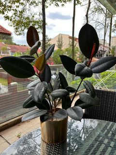 (Category: ) located in . Submitted by ms.sell.anious (Listing ID 1129898488, Image 1). Description: .