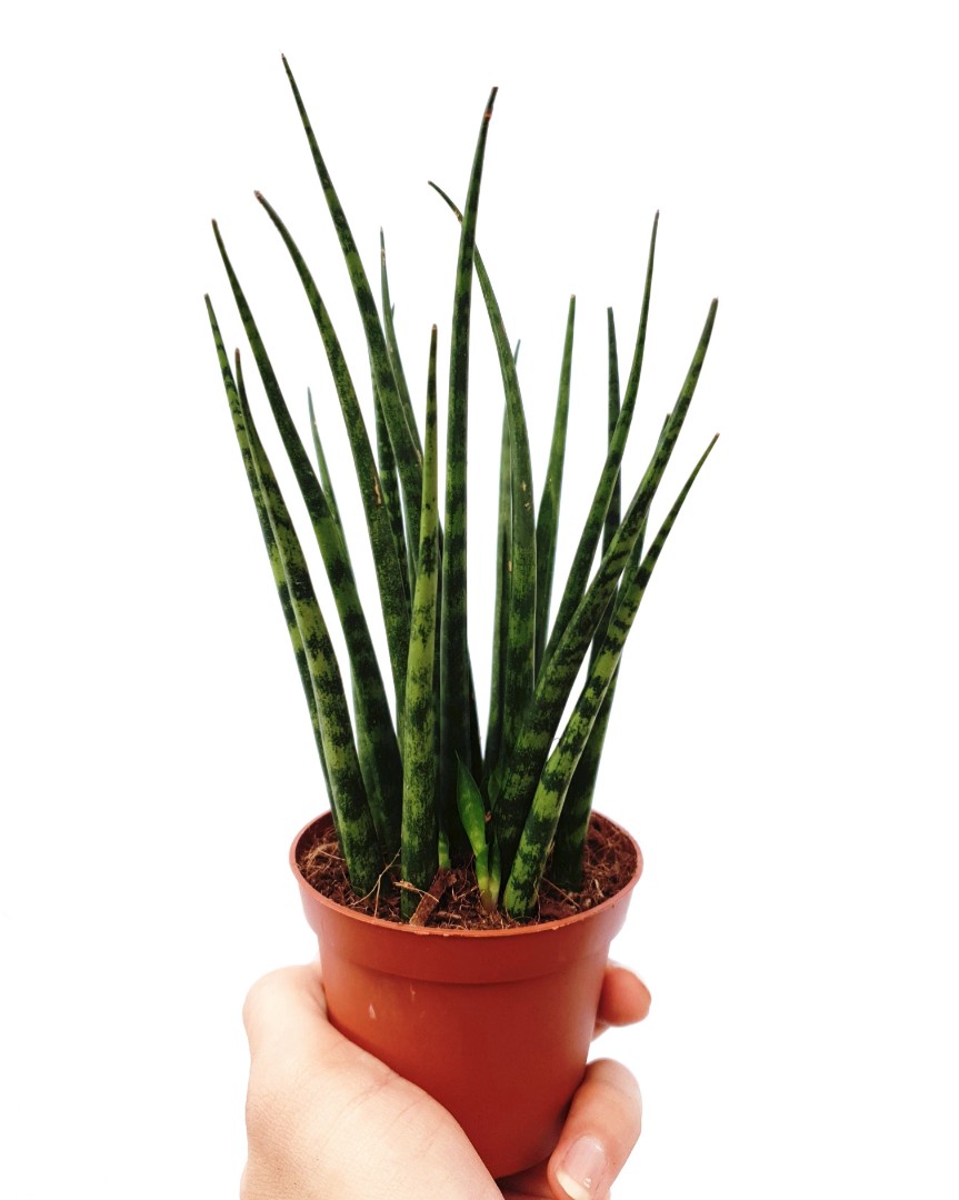 Sansevieria Fernwood Mikado Furniture Home Living Gardening Plants Seeds On Carousell