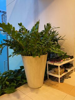 (Category: ) located in . Submitted by singapv (Listing ID 1129877935, Image 1). Description: .