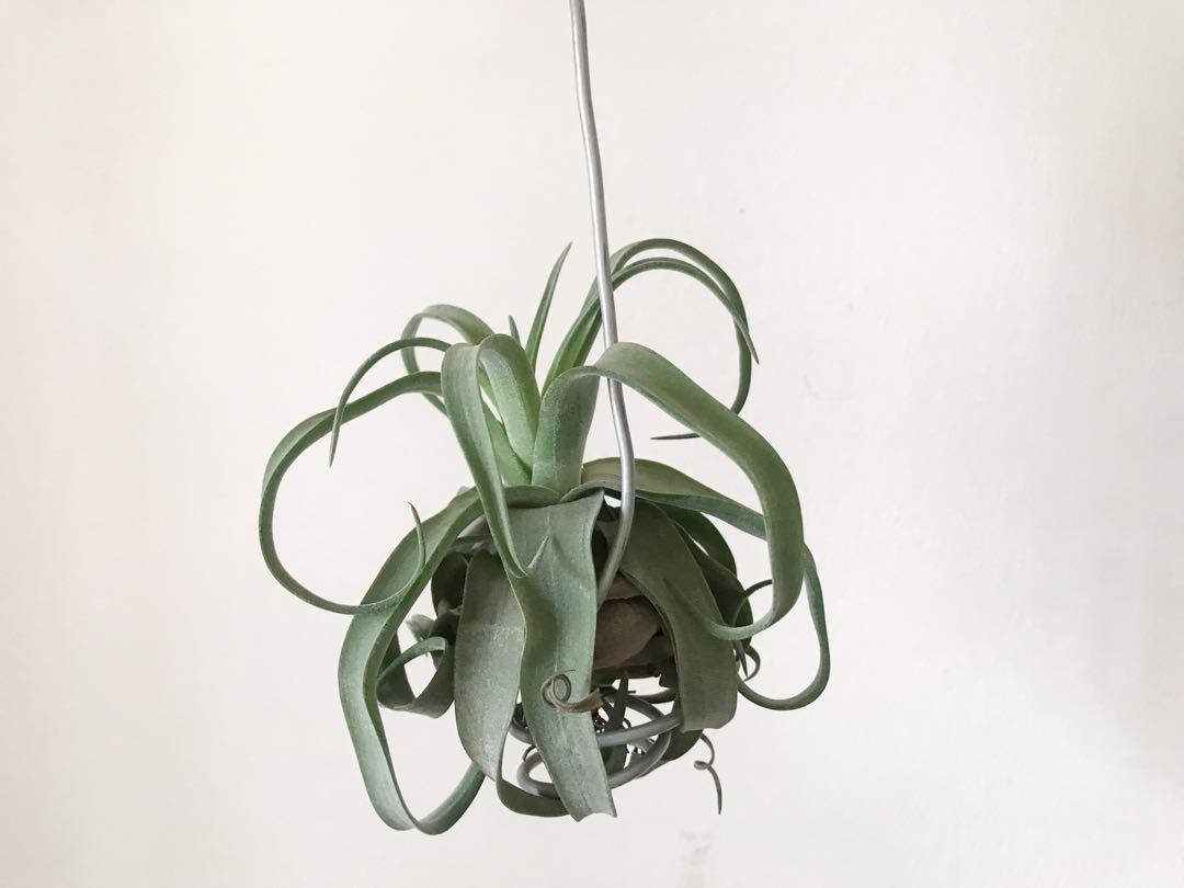 Tillandsia Streptophylla Air Plant 电卷 空气植物