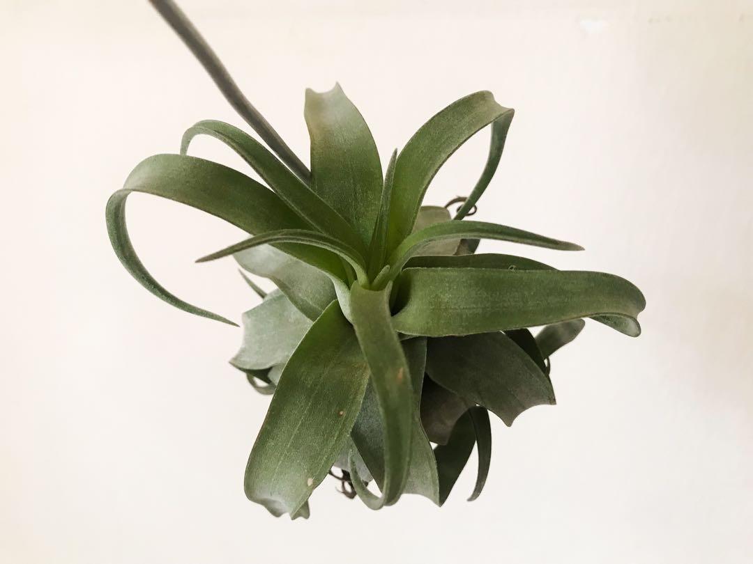 Tillandsia Streptophylla Air Plant 电卷 空气植物