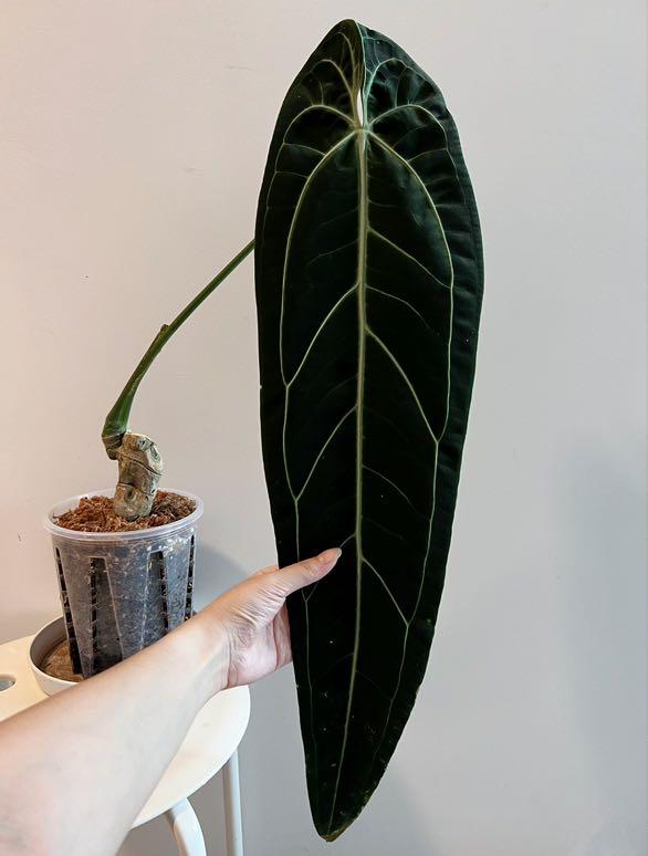 XL Anthurium Warocqueanum narrow dark form
