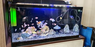 (Category: ) located in . Submitted by lihobobuzz (Listing ID 1130136597, Image 1). Description: .