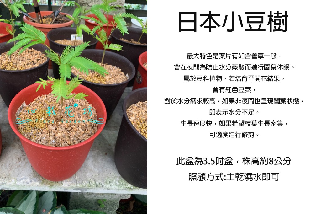 心栽花坊 雞髯豆 含羞樹 小豆樹 日本小豆樹 密葉猴耳環 4吋盆 綠化植物 室內植物 觀葉植物 售價1800特價1500 居家生活 園藝在旋轉拍賣