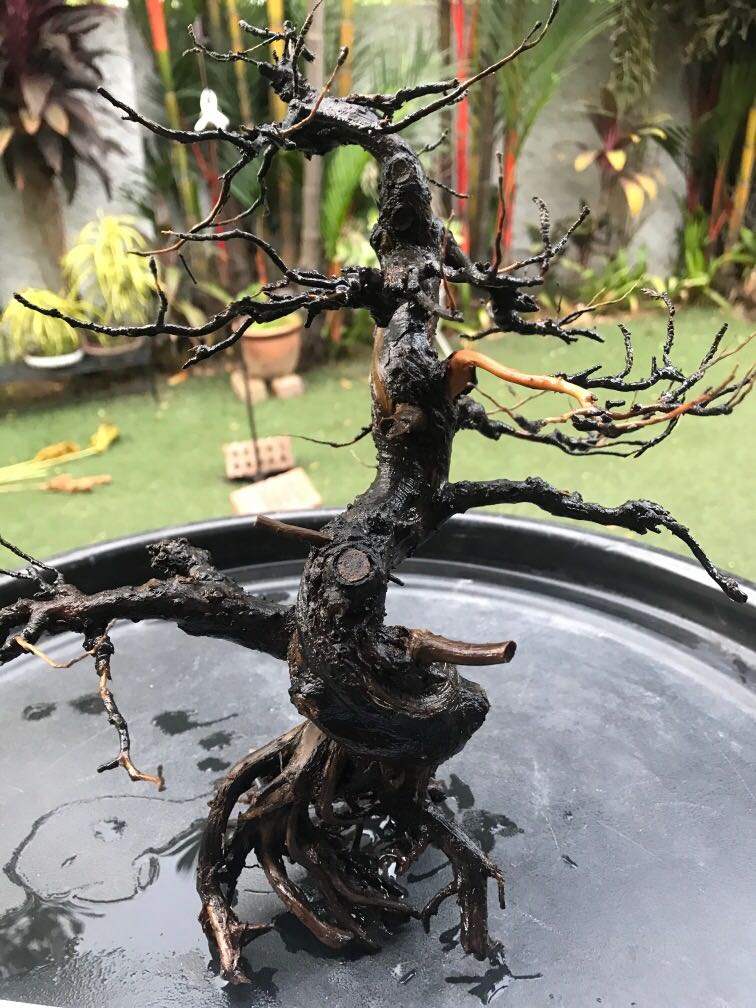 Aquatic Bonsai Driftwood aquascape Moss aquarium, Furniture & Home