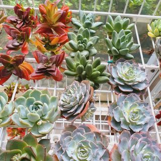 (Category: ) located in . Submitted by succulentworldsg (Listing ID 1130063799, Image 1). Description: .