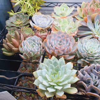 (Category: ) located in . Submitted by succulentworldsg (Listing ID 1130063224, Image 1). Description: .