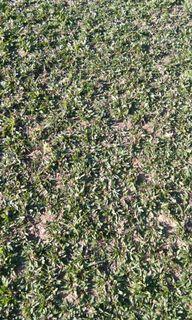 Caraboa Grass, frog grass and blue grass