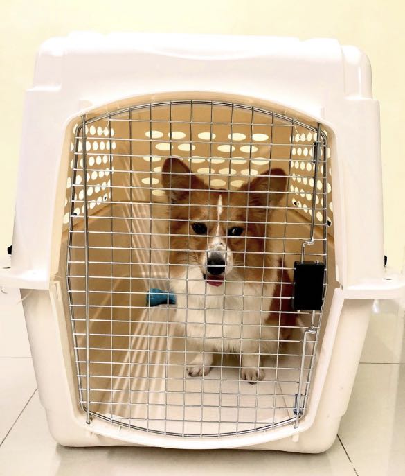 pp50 dog crate