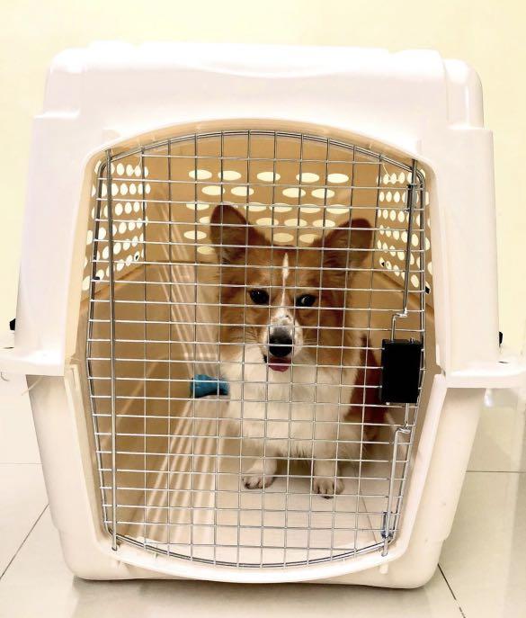 Pet Crate PP50 Pet Supplies Homes Other Pet Accessories on Carousell