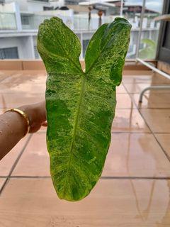Philodendron Paraiso Verde