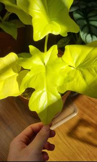 (Category: ) located in . Submitted by plantimals_exotics (Listing ID 1130104697, Image 1). Description: .