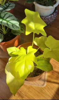(Category: ) located in . Submitted by plantimals_exotics (Listing ID 1130105602, Image 1). Description: .