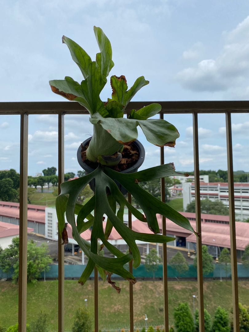 Platycerium Coronarium Cv White Staghorn Fern Furniture Home Living Gardening Plants Seeds On Carousell