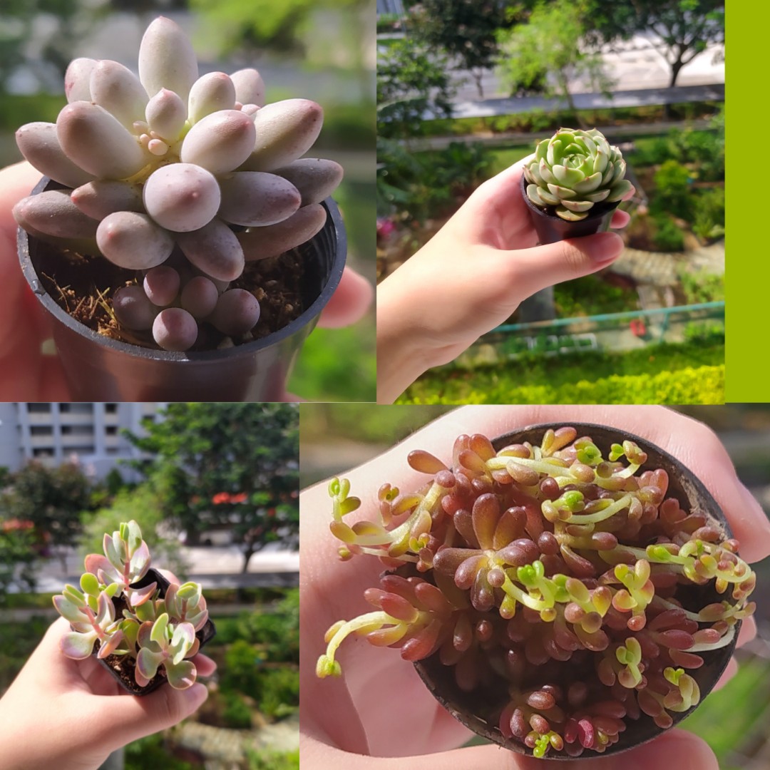 Sedum X Rubrotinctum Red Tipped Echeveria Agavoides Crassula Ovata Graptopetalum Pachyphytum Oviferum Succulent Furniture Home Living Gardening Plants Seeds On Carousell