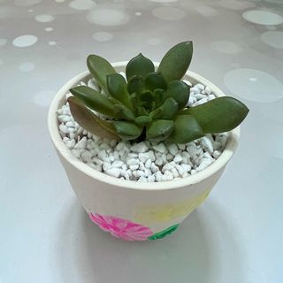 (Category: ) located in . Submitted by plantspree (Listing ID 1130199325, Image 1). Description: .