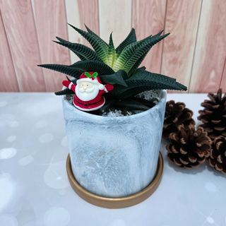 (Category: ) located in . Submitted by plantspree (Listing ID 1130205260, Image 1). Description: .