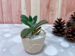 (Category: ) located in . Submitted by plantspree (Listing ID 1130205709, Image 1). Description: .