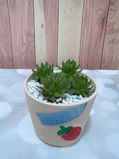 (Category: ) located in . Submitted by plantspree (Listing ID 1130204508, Image 1). Description: .