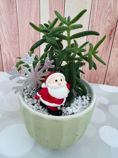 (Category: ) located in . Submitted by plantspree (Listing ID 1130196065, Image 1). Description: .