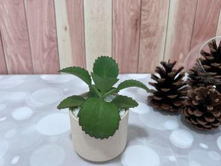 (Category: ) located in . Submitted by plantspree (Listing ID 1130206396, Image 1). Description: .