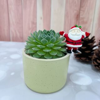 (Category: ) located in . Submitted by plantspree (Listing ID 1130207761, Image 1). Description: .