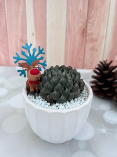 (Category: ) located in . Submitted by plantspree (Listing ID 1130200468, Image 1). Description: .