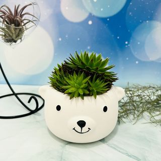 (Category: ) located in . Submitted by plantspree (Listing ID 1130209829, Image 1). Description: .