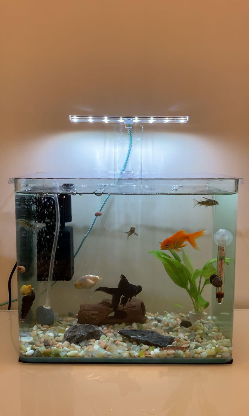 原生河砂底沙底砂約2kg 石 大小約0 5cm 1cm 光滑適合異形魚底棲鼠魚清道夫鬍子大帆水晶蝦米蝦鬥魚魚缸 寵物用品 寵物家品及其他