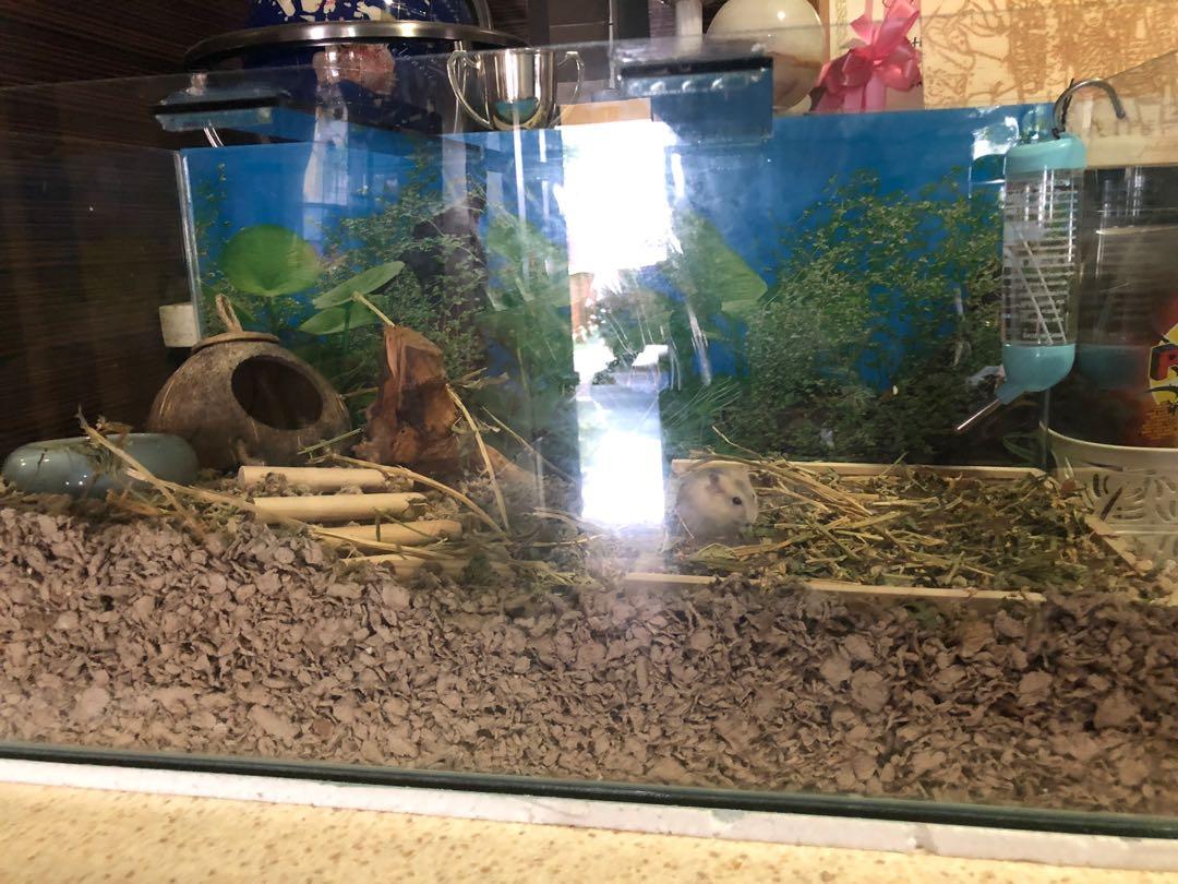 Aquarium Tank 2ft by 1ft, Pet Supplies, Homes & Other Pet Accessories