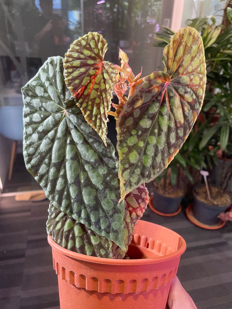 Begonia Chlorosticta Furniture Home Living Gardening Plants Seeds On Carousell
