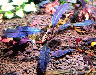 (Category: ) located in . Submitted by aquascaping2018 (Listing ID 1130444914, Image 1). Description: .
