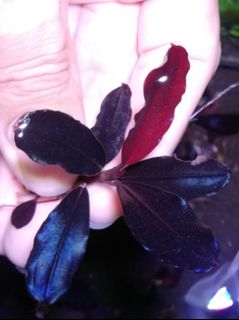(Category: ) located in . Submitted by aquascaping2018 (Listing ID 1130444717, Image 1). Description: .