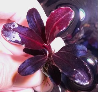 (Category: ) located in . Submitted by aquascaping2018 (Listing ID 1130444767, Image 1). Description: .