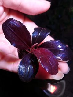 (Category: ) located in . Submitted by aquascaping2018 (Listing ID 1130444796, Image 1). Description: .