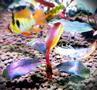 (Category: ) located in . Submitted by aquascaping2018 (Listing ID 1130444827, Image 1). Description: .