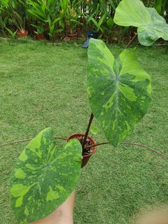 (Category: ) located in . Submitted by phytohartt (Listing ID 1130282047, Image 1). Description: .