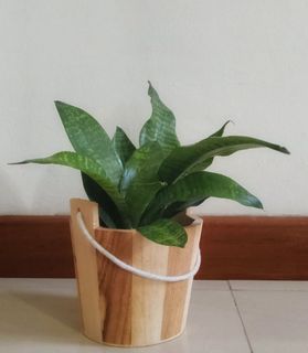 (Category: ) located in . Submitted by mygardenspace (Listing ID 1130393763, Image 1). Description: .