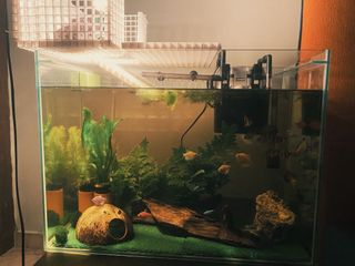 (Category: ) located in . Submitted by michiganshwatz (Listing ID 1130382594, Image 1). Description: .