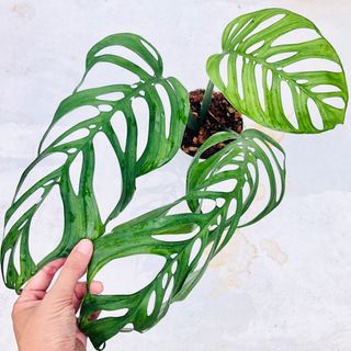 (Category: ) located in . Submitted by plant.anything (Listing ID 1130327495, Image 1). Description: .